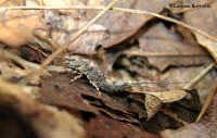 Machilis sp.