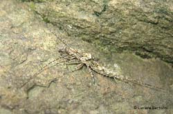 Archaeognatha