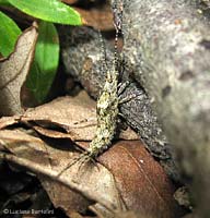 Machilis sp.