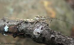 Machilis sp.