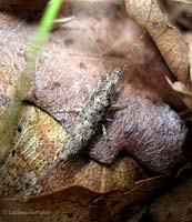 Microcoryphia - Machilidae: Machilis sp.