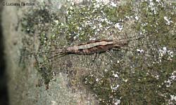 Machilis sp.