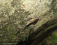 famiglia Machilidae