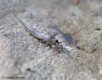Machilis sp.