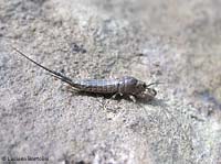 Machilis sp.