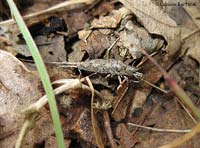 Machilis sp.