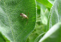 Adelphocoris lineaolatus Adelphocoris lineaolatus