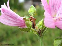 Adelphocoris vandalicus Adelphocoris vandalicus