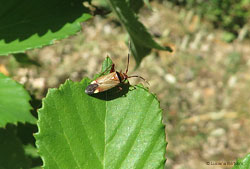 Adelphocoris vandalicus Adelphocoris vandalicus