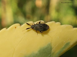 Atractotomus sp. Atractotomus sp.
