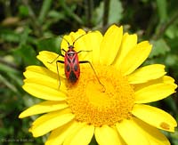 Calocoris nemoralis f. hispanica