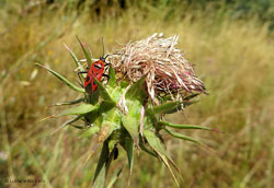 Calocoris nemoralis f. hispanica Calocoris nemoralis f. hispanica