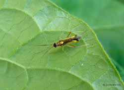 Campyloneura virgula