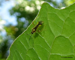 Miridae Campyloneura virgula Miridae Campyloneura virgula
