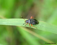 Capsus ater Capsus ater