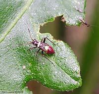 Closterotomus biclavatus