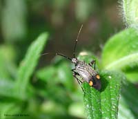 Closterotomus cinctipes Closterotomus cinctipes