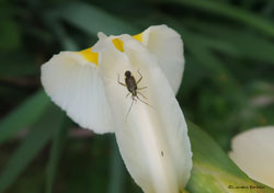 Closterotomus trivialis Closterotomus trivialis