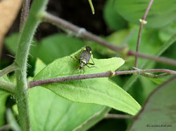 Closterotomus trivialis