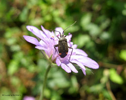 Closterotomus cinctipes Closterotomus cinctipes