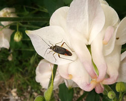 Closterotomus trivialis