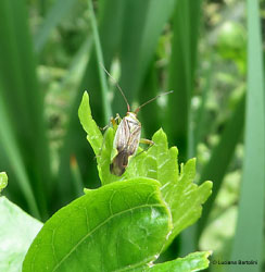 Closterotomus trivialis Closterotomus trivialis