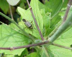 Closterotomus trivialis Closterotomus trivialis