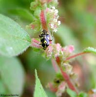 Liocoris tripustulatus Liocoris tripustulatus