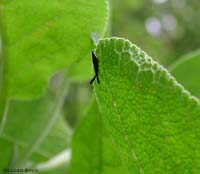 Heterotoma sp. Heterotoma sp.