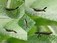 Heterotoma planicornis