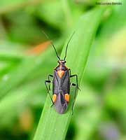 Capsodes flavomarginatus