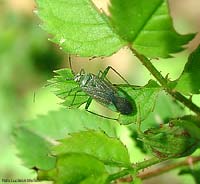 sp. Closterotomus sp.