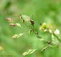 Closterotomus (Calocoris) norvegicus