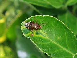 Deraeocoris flavilinea Deraeocoris flavilinea