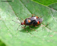 Deraeocoris schach