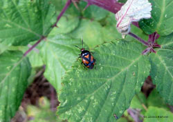 Deraeocoris schach Deraeocoris schach