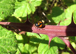 Deraeocoris schach