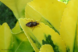 Deraeocoris flavilinea