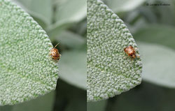 Deraeocoris lutescens Deraeocoris lutescens