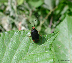 insetto famiglia Miridae insetto famiglia Miridae