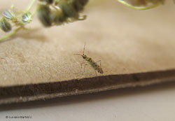 Dicyphus sp. Dicyphus sp.