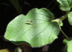 Dicyphus errans Dicyphus errans