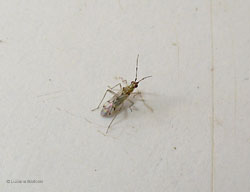 Dicyphus sp. Dicyphus sp.