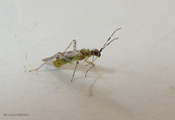 Dicyphus sp. Dicyphus sp.