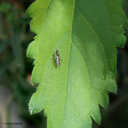 Dicyphus sp.