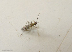Dicyphus sp.