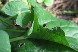 Halticus luteicollis