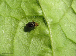 Halticus luteicollis Halticus luteicollis