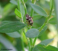 Lygus sp.