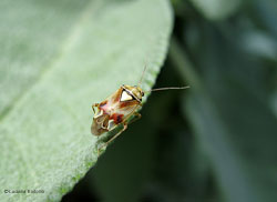 Lygus pratensis Lygus pratensis